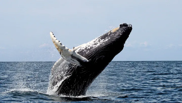 Ballena jorobada