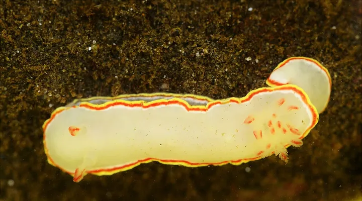 Babosa de mar sedna